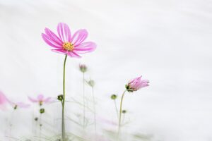 ChatGPTを使った無料アンケートメールの作成方法は？