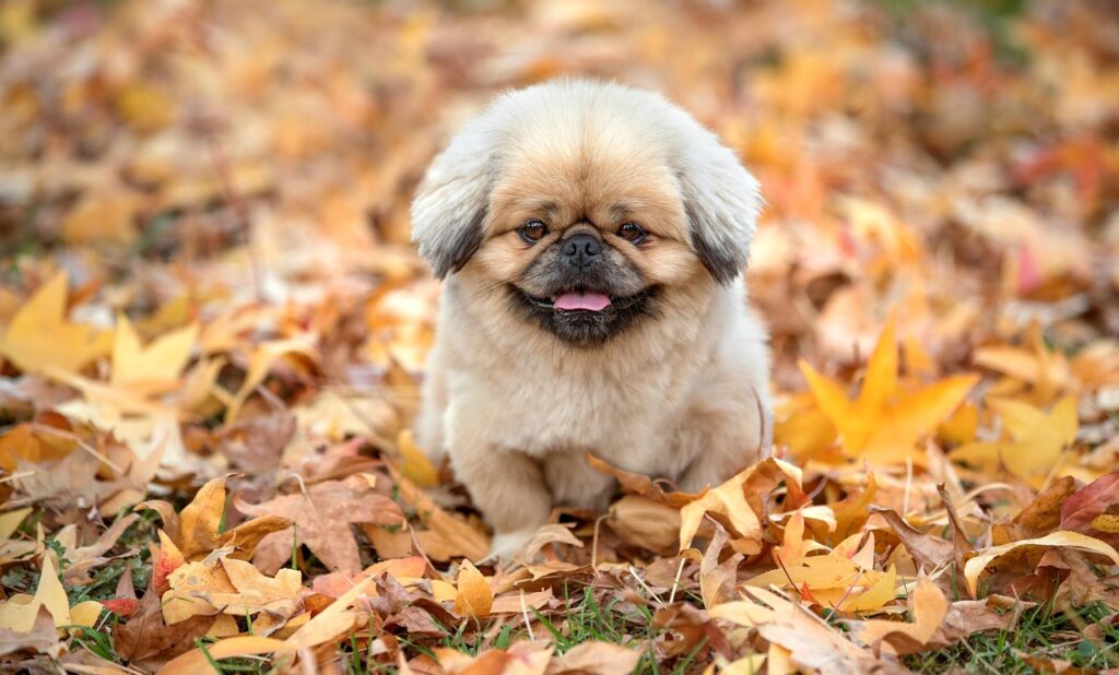 chatgptの使い方を知るためのマニュアルは？