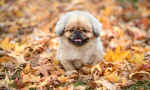 chatgptの使い方を知るためのマニュアルは？